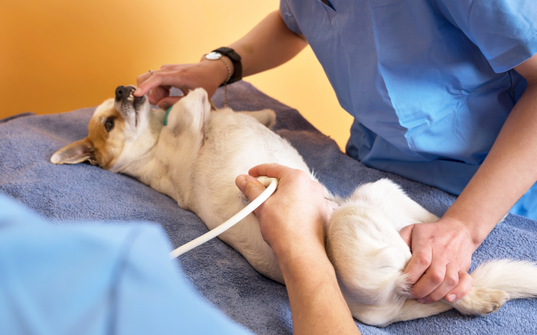 Day hospital veterinario a Milano: un servizio dedicato ai pazienti dell’Ambulatorio Sinigaglia