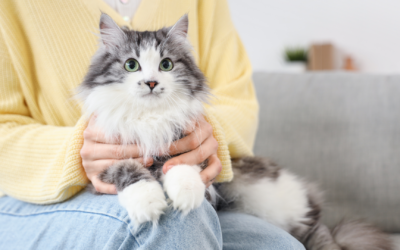 Sterilizzazione gatto? 5 cose fondamentali da sapere