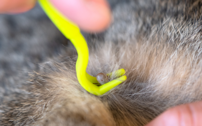 Pericolo zecche in primavera: come proteggere cani e gatti in modo efficace