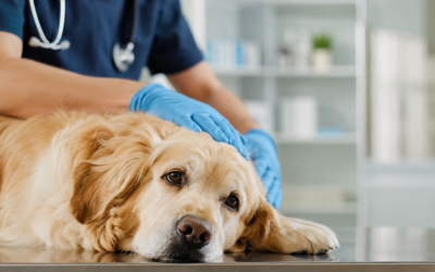 Cane stanco e con perdita di pelo? Potrebbe essere leishmaniosi