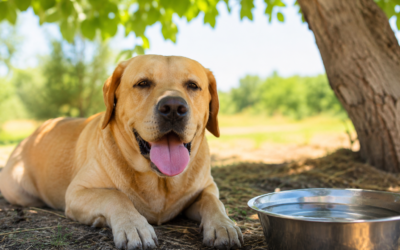 Colpo di calore nel cane: sintomi, cosa fare e come prevenirlo per proteggere il tuo amico a quattro zampe